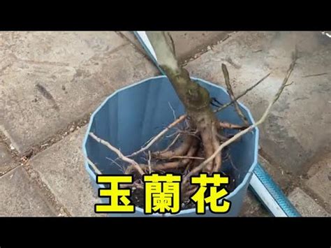 玉 蘭花 擋煞|玉蘭花樹的風水禁忌 種植要注意什麼